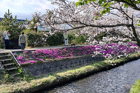 渋田川沿いの芝桜と桜の様子2