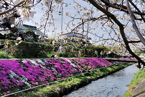 渋田川沿いの芝桜と桜の様子3