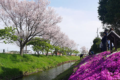 渋田川沿いの芝桜と桜の様子1