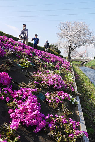 渋田川沿いの芝桜と桜の様子4