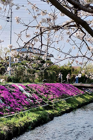 渋田川沿いの芝桜と桜の様子5