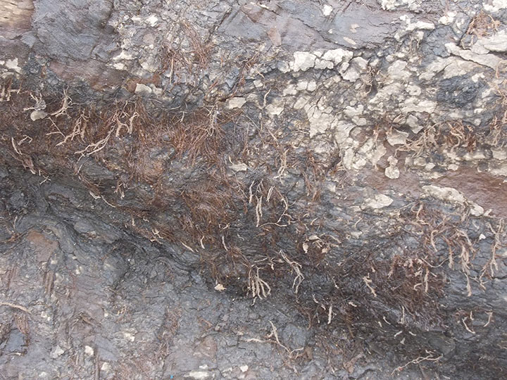 写真４　イタヤカエデの樹皮に残るエゾスギゴケ