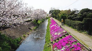 空中散歩 渋田川の芝桜