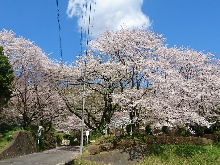 桜（ふじやま公園）